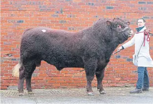  ??  ?? A sire from Gill and Malcolm Pye’s herd at Stirling sold for 5,500gns.