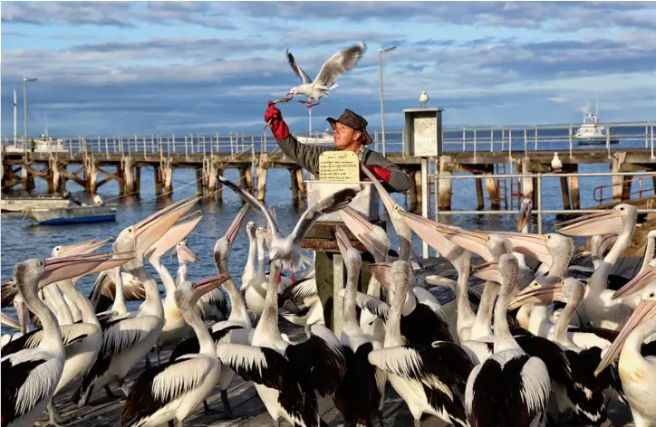  ??  ?? FEEDING THE PELICANS AT KANGAROO ISLAND IS ALMOST TRADITION