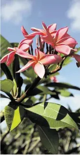  ?? Thomas B. Shea ?? Plumeria go dormant in winter, requiring no light, water or soil. Now is the time to move them inside to avoid freezing temperatur­es.
