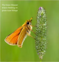  ??  ?? The Essex Skipper enjoys feeding on grass-type foliage