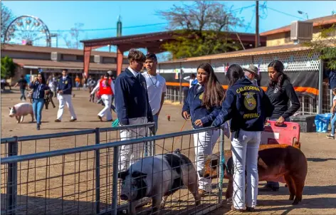  ?? IVP FILE PHOTO ?? In this March 7, 2020, file photo, Imperial FFA members lead their swine into the show arena during the California Mid-Winter Fair and Fiesta in Imperial.