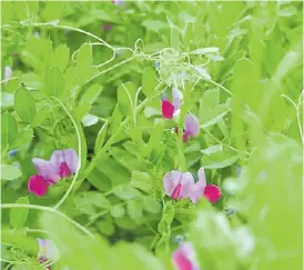  ??  ?? Vicia. Es uno de los principale­s cultivos que se utilizan para cobertura.