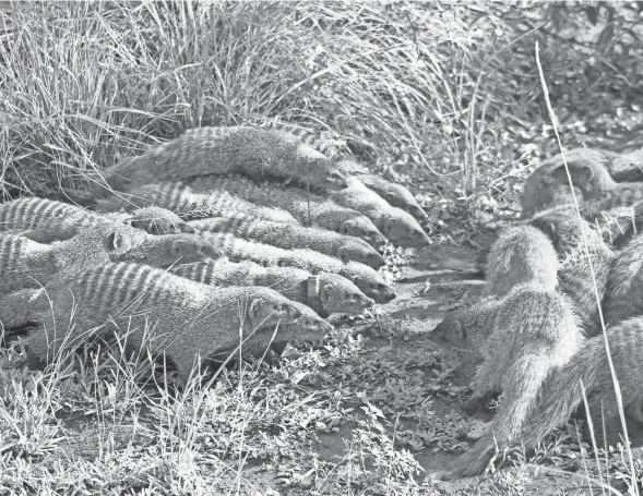  ?? DAVE SEAGER/BANDED MONGOOSE RESEARCH PROJECT VIA AP ?? Two banded mongoose groups form battle lines in Queen Elizabeth National Park, Uganda. There’s evidence the females in the tightly knit family groups initiate fights in order to breed with outside males.