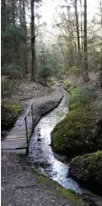  ?? Foto: Claudia Bammer ?? Das Silberbrün­nl im Wald zwischen Aichach und Hollenbach ist für viele ein besonderer Ort.