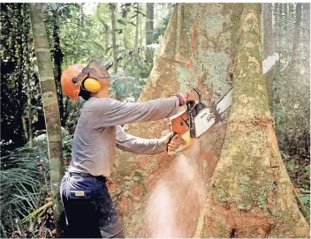  ?? FOTO: DPA ?? Jedes Jahr fallen große Flächen des Regenwalde­s dem Raubbau zum Opfer.