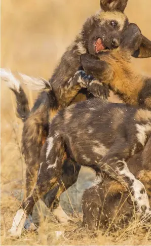  ??  ?? Above left: a painted wolf tackles an antelope that has been captured in water. Above: a group enjoys a spot of rough play. Left: the carnivores will often attack wildebeest, but sometimes the odds stack up against them. Here, wildebeest see off a lone wolf that has strayed too close to their herd. Without back-up, the hunter has to retreat.