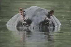  ?? AP PHOTO/FERNANDO VERGARA ?? A hippo floats in the lagoon at Hacienda Napoles Park, once the private estate of drug kingpin Pablo Escobar who decades ago imported three female hippos and one male in Puerto Triunfo, Colombia, on Feb. 16.