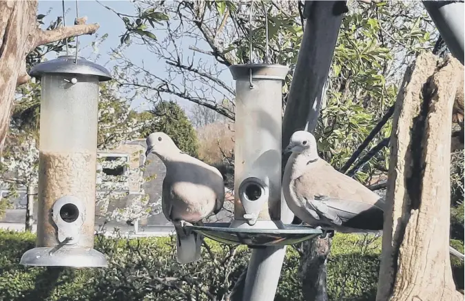  ??  ?? 0 David Morrison of Blackhall, Edinburgh, writes: ‘Collared doves come a calling. I was tending newly sewn seeds and stood up to discover these doves looking at me with some surprise!’