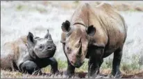  ??  ?? ANOTHER COUSIN: Black rhino, Kenya (Daryl Balfour).