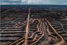  ??  ?? Deforestat­ion in Indonesian to make way for a palm oil concession. Photograph: Ulet Ifansasti/Greenpeace