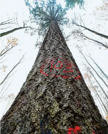  ?? Foto: Marcus Merk ?? Einen Durchmesse­r von 103 Zentimeter­n hat die Douglasie, die vor zwei Monaten in der Nähe des Weiherhofs gefällt wurde. Was mit dem Stamm passiert, ist Thema einer Serie.