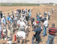  ??  ?? Manos a la obra. Luego de las disertacio­nes, los asistentes participar­on activament­e de las tareas demostrati­vas que se hicieron a campo.