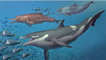  ?? JAIME CHIRINOS ?? Eine Darstellun­g der Delfine: Kentriodon (vorne), Squalodelp­hinid (l.) und Physeterid.
