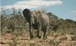  ?? ?? Le Botswana, qui abrite la plus grande population d'éléphants au monde, a déjà fait don de 8 000 de ces animaux à l'Angola et en a offert 500 autres au Mozambique.