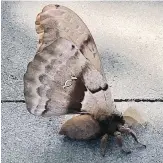  ??  ?? A harmless Polyphemus moth — spotted by Chantal Contorines and her daughter, Sofia — looks like a cross between a moth and a tarantula. It’s uncommon and known to be a bit of a loner.