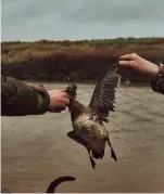  ?? ?? Jack scores a second bird to take home for the table, its white underside and plump physique marking it out as a swift-flying wigeon