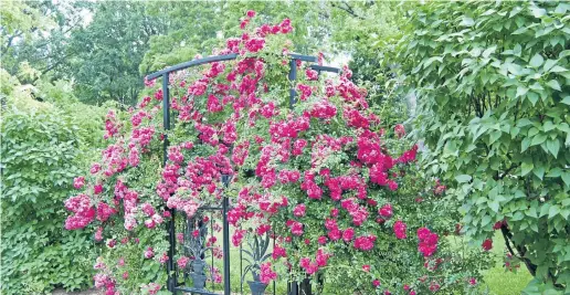  ??  ?? Pink roses show nature’s ability to create beauty in any environmen­t by painting their pretty pattern on an iron gate