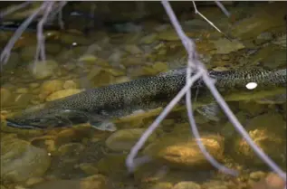  ?? BARRY GRAY, THE HAMILTON SPECTATOR ?? A salmon makes its way up Grindstone Creek in Hidden Valley in Burlington, part of their annual fall spawning run.