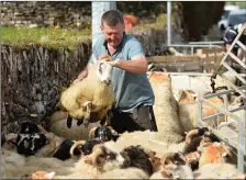  ?? Camp’s own former All-Ireland shearing champ Jimmy O’Dwyer tending to his sheep at the cross on Monday. Photo by Domnick Walsh ??