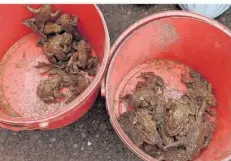  ?? FOTO: TAN ?? Fette Beute: Helfer des NABU Warndt zeigen zwei Eimer mit etwa 25 Erdkröten, die über die Straße gebracht und am Warndtweih­er ausgesetzt werden.