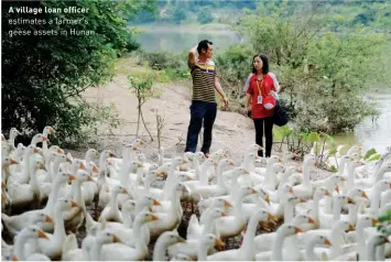  ??  ?? A village loan officer estimates a farmer's geese assets in Hunan