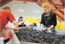  ?? ALEX PULASKI FOR THE WASHINGTON POST ?? The sorting table at Domaine Drouhin Oregon. At harvest, wine-lovers descend on Oregon vineyards from all over.