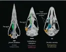  ?? ?? Palate of Janavis finalidens compared with that of a pheasant and an ostrich. Photograph: Dr Juan Benito and Daniel Field, University of Cambridge