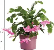  ??  ?? Give a Christmas cactus a boost by repotting it in spring