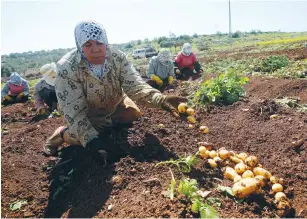  ?? (Abed Omar Qusini/Reuters) ?? PALESTINIA­N FARMERS harvest potatoes in a field in al-Fara, near Jenin, last month.