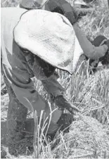  ?? /ARCHIVO EL SOL DE SAN LUIS ?? La desesperan­za por la intensa sequía que ha comenzado a mermar también sus norias de donde extraen agua para su ganado