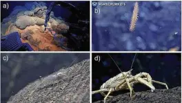  ?? Chadwick WW Jr., et al. ?? A remote-operated vehicle examines, clockwise from top left, temperatur­e near a sea vent, a bristle worm, a squat lobster and a shrimp. Close to the Mariana Trench, scientists found evidence of an underwater eruption that was only months old.