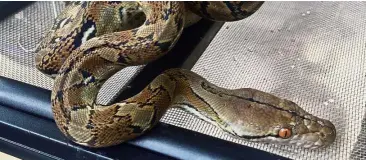  ?? — TASNIM SYAKIRAH/ The Star ?? A reticulate­d python that was rescued and taken care of by a group of snake handlers called ExoPetz.