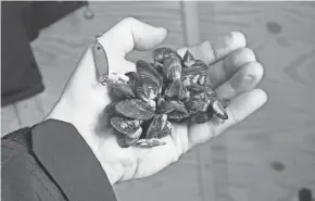  ?? PROVIDED BY PAUL A. SMITH ?? Quagga mussels reproduce quickly, eat voraciousl­y and clump together, clinging to almost anything in the water.