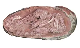  ?? ?? The fossil was discovered in Ganzhou, southern China and belonged to a toothless theropod dinosaur, or oviraptoro­saur. Photograph: University of Birmingham/AFP/Getty