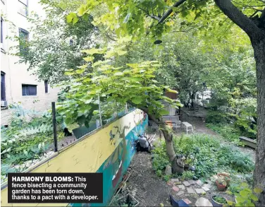  ?? ?? HARMONY BLOOMS: This fence bisecting a community garden has been torn down, thanks to a pact with a developer.