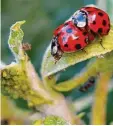  ?? Foto: Wolfgang Kumm, dpa ?? Marienkäfe­r fressen für ihr Leben gerne Blattläuse.