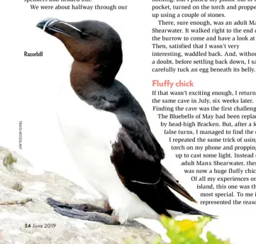  ??  ?? Razorbill