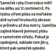  ?? ?? Sameček ryby čtverzubce měří na délku asi 12 centimetrů. Po týdnu víření písku na mořském dně vytvoří kruhovitý obrazec o průměru až dva metry. Samičku zajímá hlavně jemnost písku v samotném středu. Pokud je spokojená, naklade tam jikry, které pak sameček oplodní.