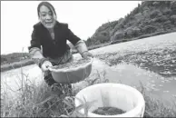  ?? LI JIAN / XINHUA ?? Villager Li Fengtao harvests water shield in Shizhu, a county of Chongqing. The plant, seen as both a vegetable and an herb in China, has helped lift her family out of poverty.