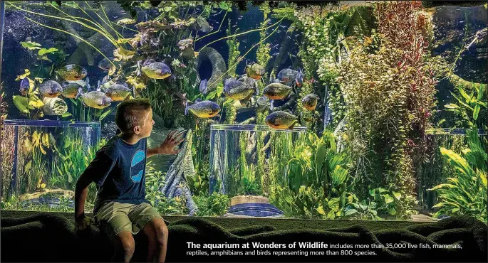  ??  ?? The aquarium at Wonders of Wildlife includes more than 35,000 live fish, mammals, reptiles, amphibians and birds representi­ng more than 800 species.