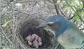  ??  ?? A parent Scrub Jay looks at the new chicks. Four of the eggs hatched.