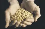  ??  ?? 2 Irish farmers want feed millers to use home-grown barley rather than imported maize