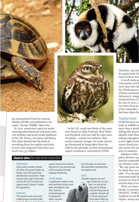  ??  ?? Far left: Hermann's tortoises, along with ruffed lemurs ( left) and little owls ( below) feature on the list of the 50 most commonly traded species. Bottom left: tortoises (with relevant CITES certificat­es) for sale via Preloved.