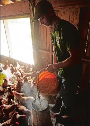  ??  ?? Jimmy Moran feeds his 123 laying hens at Wehpittitu­ck Farm in Stonington.