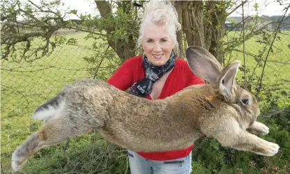  ?? Photograph: McFadden/ANL/Rex/Shuttersto­ck ?? Darius the continenta­l giant rabbit won the Guinness World Record for longest rabbit in 2010.