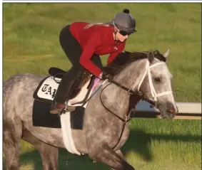  ?? (The Sentinel-Record/Richard Rasmussen) ?? Gouverneur Morris, with exercise rider Amelia Green aboard, takes for a workout at Oaklawn in Hot Springs on Thursday. Gouverneur Morris, who runs in the first division of the Arkansas Derby today, is 9-2 on the morning line.