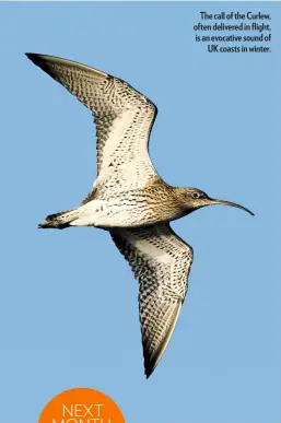  ??  ?? The call of the Curlew, often delivered in flight, is an evocative sound of UK coasts in winter.