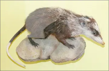 Hedgehogs and moonrats - PressReader