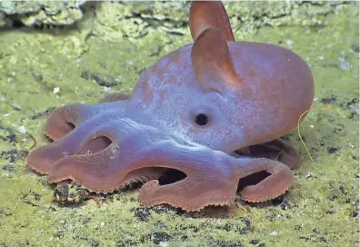  ?? PROVIDED BY NOAA OKEANOS EXPLORER PROGRAM, GULF OF MEXICO 2014 EXPEDITION ?? A Dumbo octopus is part of an ecosystem at extreme depths of 9,800 to 13,000 feet that environmen­talists fear could be disrupted by seabed mining.