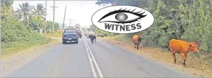  ?? Picture: BALJEET SINGH ?? Cows along Kings Rd in Lawaki Village, Lautoka is a hazard to motorists and needs to be looked into.